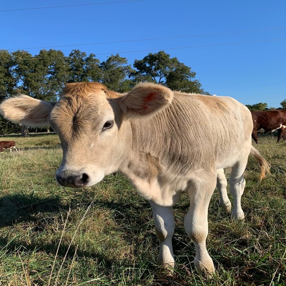Miniature Highland Jersey Heifer for Sale