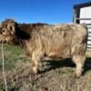 Miniature Highland heifer for sale at Mini Highland Park Miniature Highland heifer for sale at Mini Highland Park