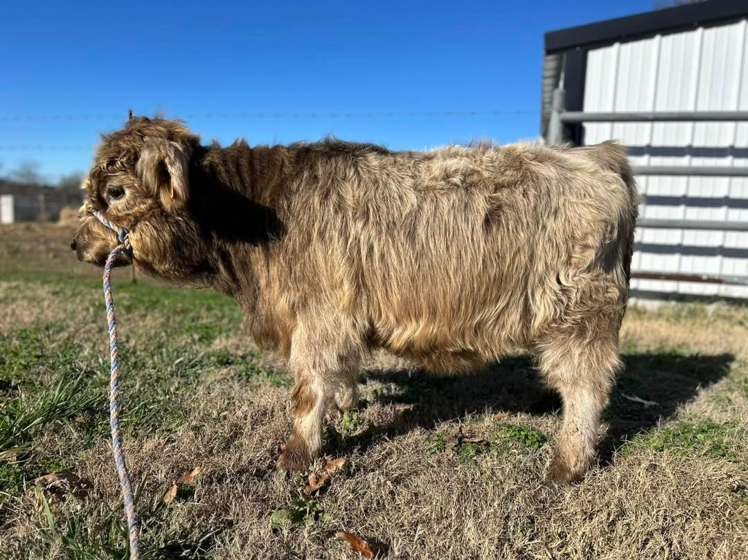 Miniature Highland heifer for sale at Mini Highland Park Miniature Highland heifer for sale at Mini Highland Park