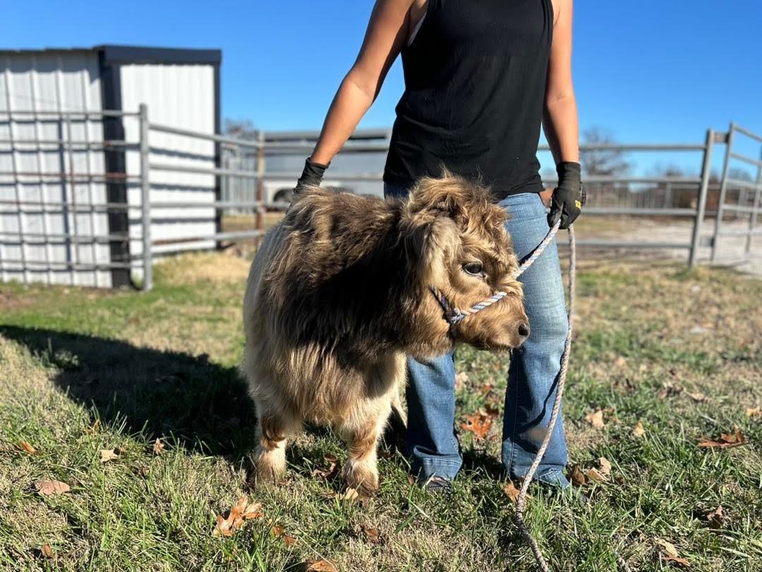 Miniature Highland heifer for sale at Mini Highland Park1 Miniature Highland heifer for sale at Mini Highland Park1