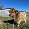 Miniature Highland heifer for_sale Miniature Highland heifer for_sale