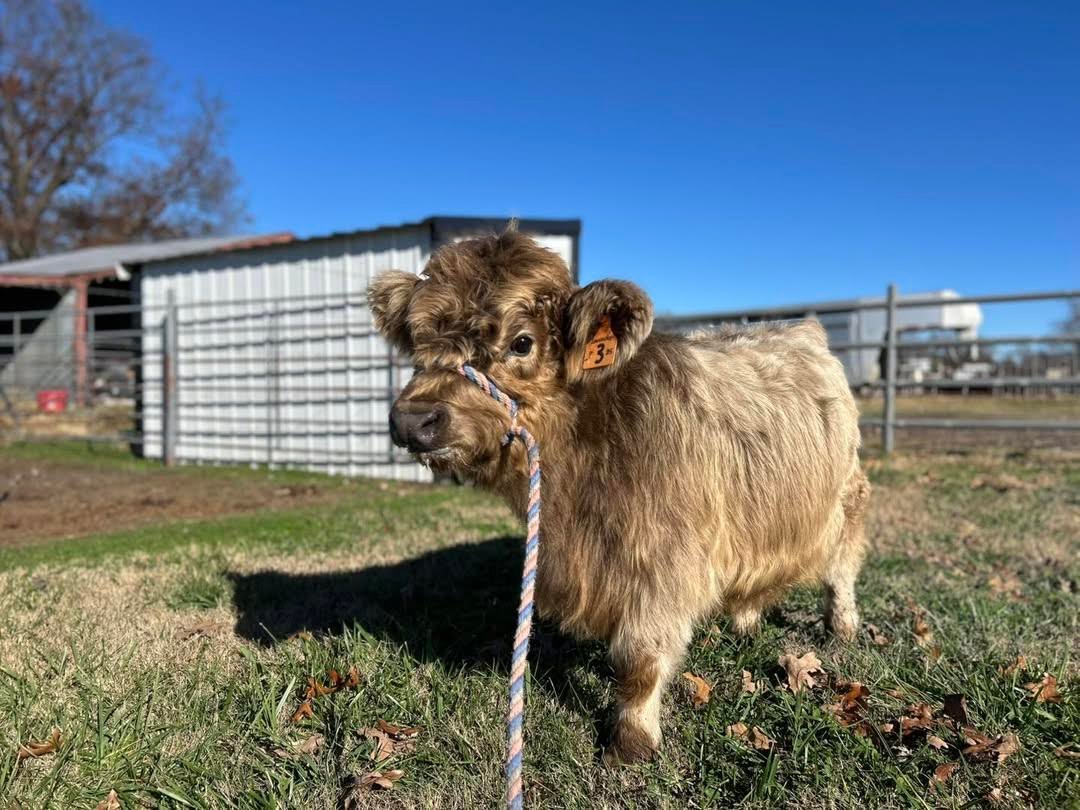 Miniature Highland heifer for_sale Miniature Highland heifer for_sale