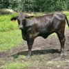 Miniature Highland_Heifers For Sale