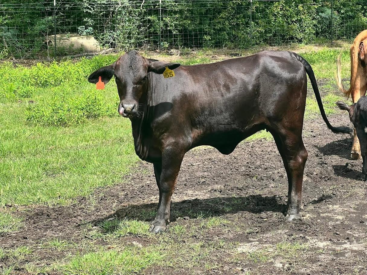 Miniature Highland_Heifers For Sale