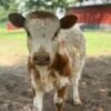 Miniature Highpark Bull for_Sale