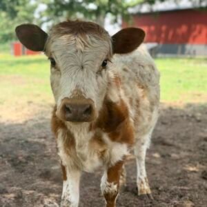 Miniature Highpark Bull for_Sale Miniature Highpark Bull for_Sale