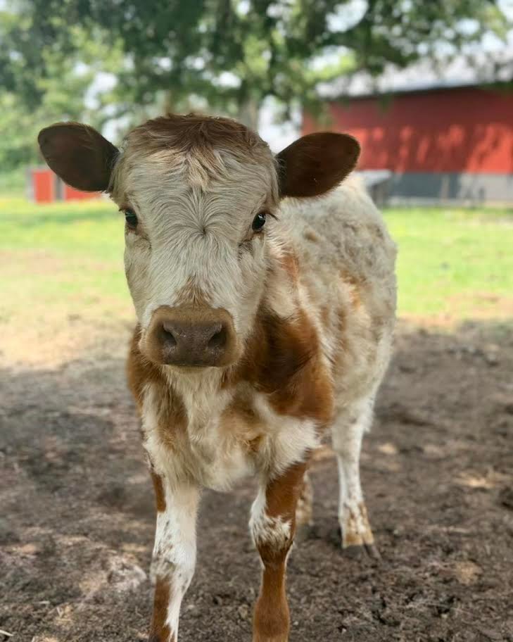 Miniature Highpark Bull for_Sale