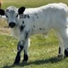 Miniature Jersey Bull for Sale Miniature Jersey Bull for Sale