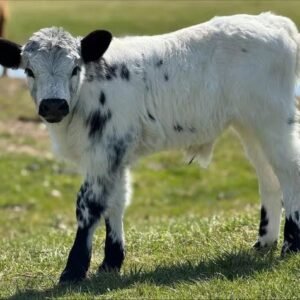 Miniature Jersey Bull for Sale