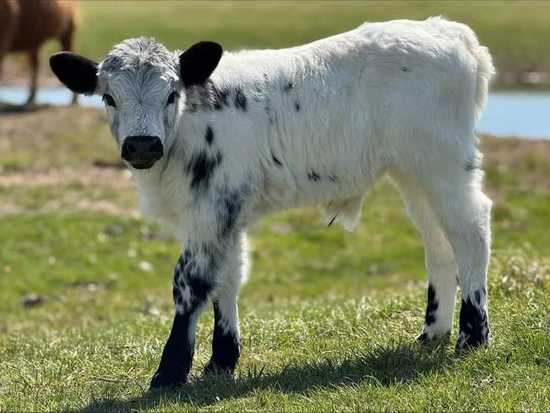 Miniature Jersey Bull for Sale