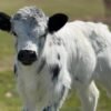 Miniature Jersey Bull for_Sale