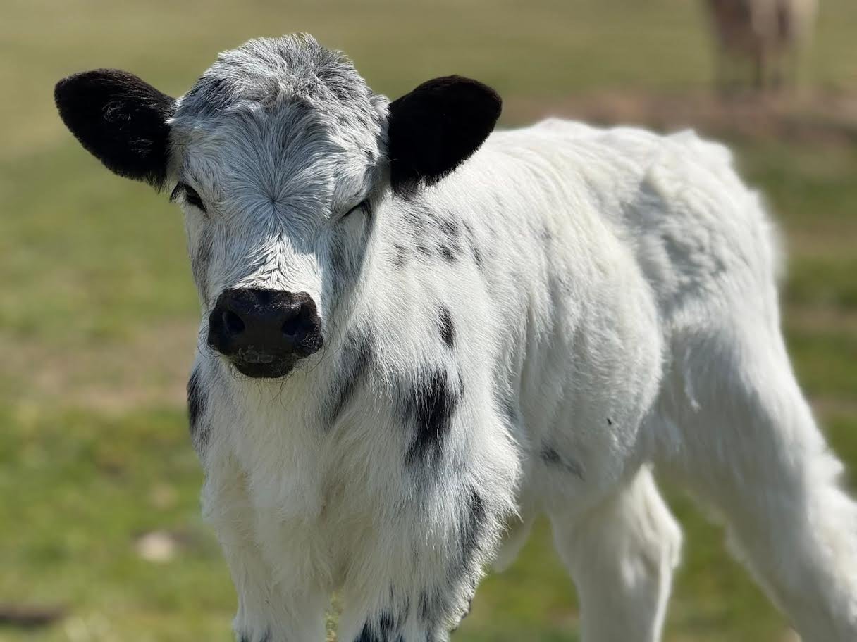 Miniature Jersey Bull for_Sale