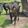 Miniature_Highland Heifers For Sale