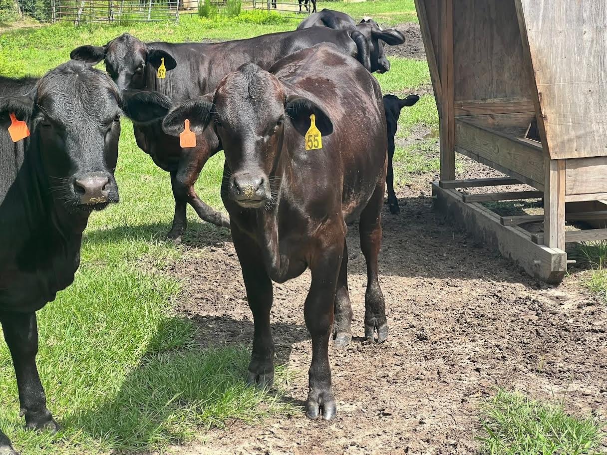 Miniature_Highland Heifers For Sale