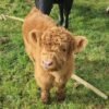Mini Highland Bull for Sale