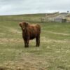 Highpark Bull for Sale