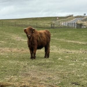 Highpark Bull for Sale