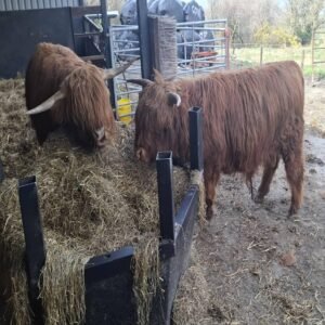 Red Highpark Pair for Sale