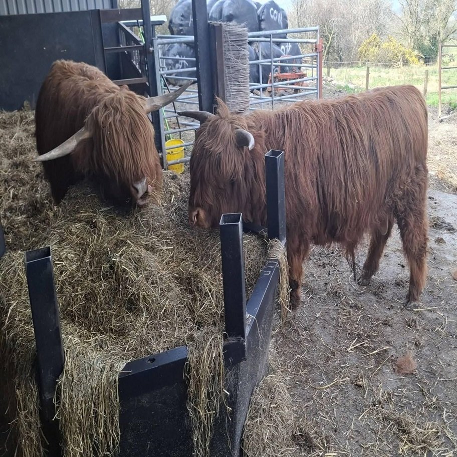 Red Highpark Pair for Sale