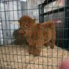 Red Mini Highland Bull for Sale