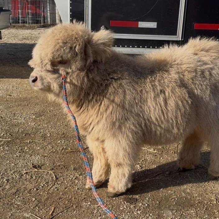 Red Mini Highland Bull for Sale Now