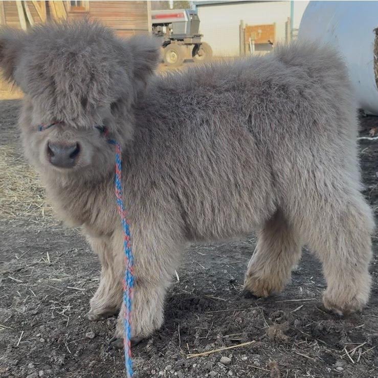 Red Mini Highland Bull for Sale Online