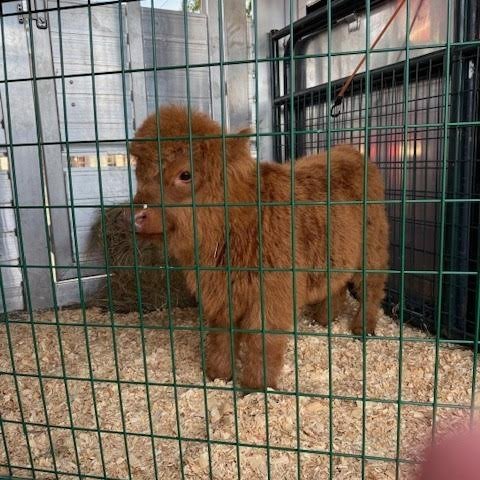 Red Mini Highland Bull for Sale