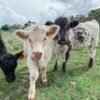 Mini Highland Pair for Sale