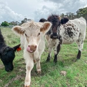 Mini Highland Pair for Sale