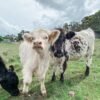 Registered Mini Highland Pair for Sale Now