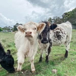 Registered Mini Highland Pair for Sale Now