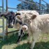 Registered Mini Highland Pair for Sale Online