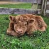 Registered Red Fluffy Mini Highland Bull for Sale