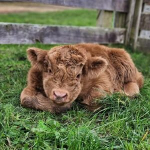 Registered Red Fluffy Mini Highland Bull for Sale