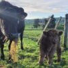 Registered Red Fluffy Mini Highland Bull for Sale Now