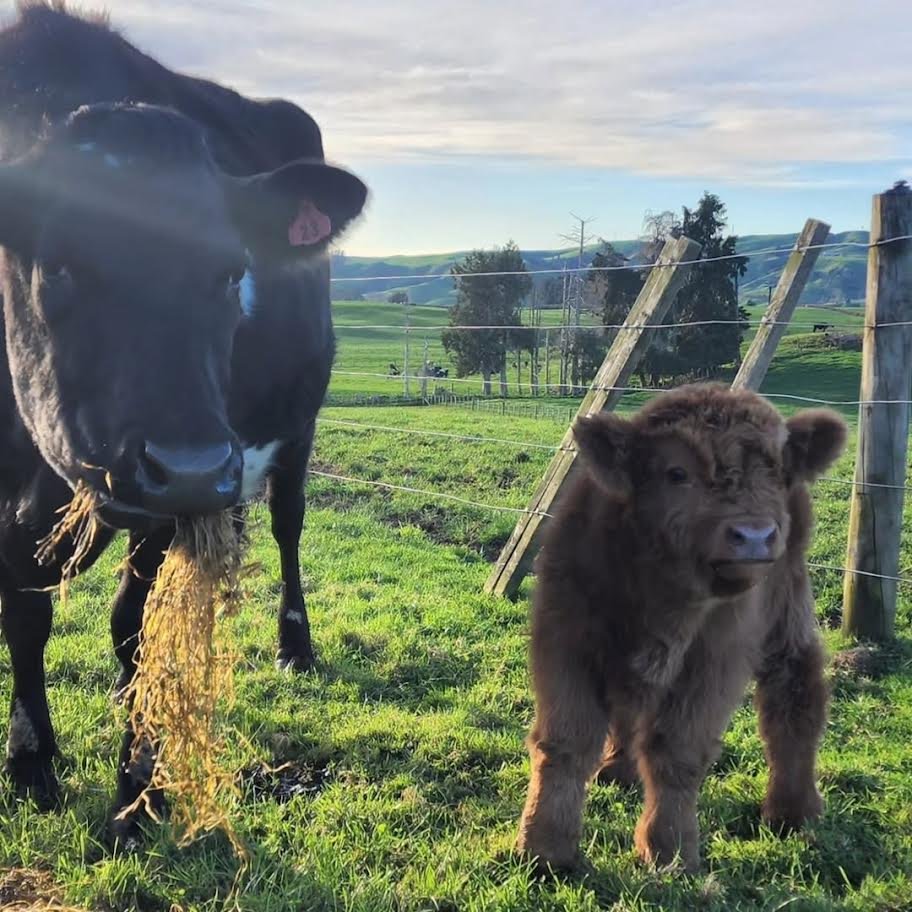 Registered Red Fluffy Mini Highland Bull for Sale Now