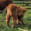 Registered Red Fluffy Mini Highland Bull for Sale Online