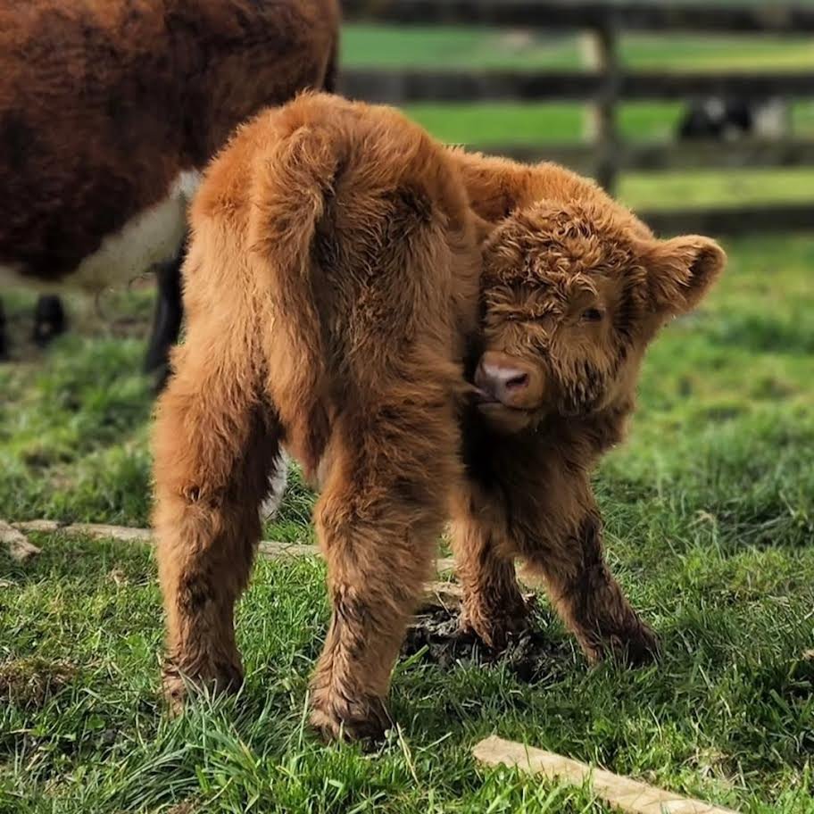 Registered Red Fluffy Mini Highland Bull for Sale Online