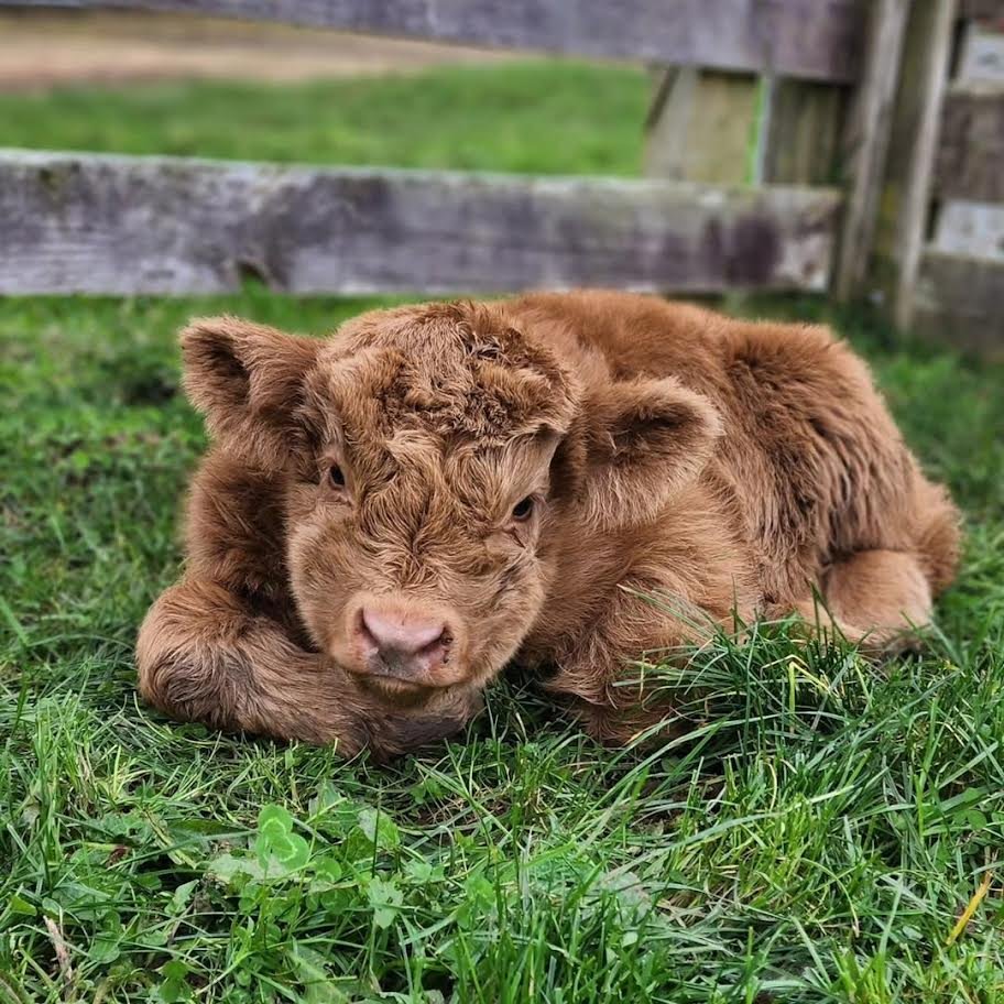 Registered Red Fluffy Mini Highland Bull for Sale