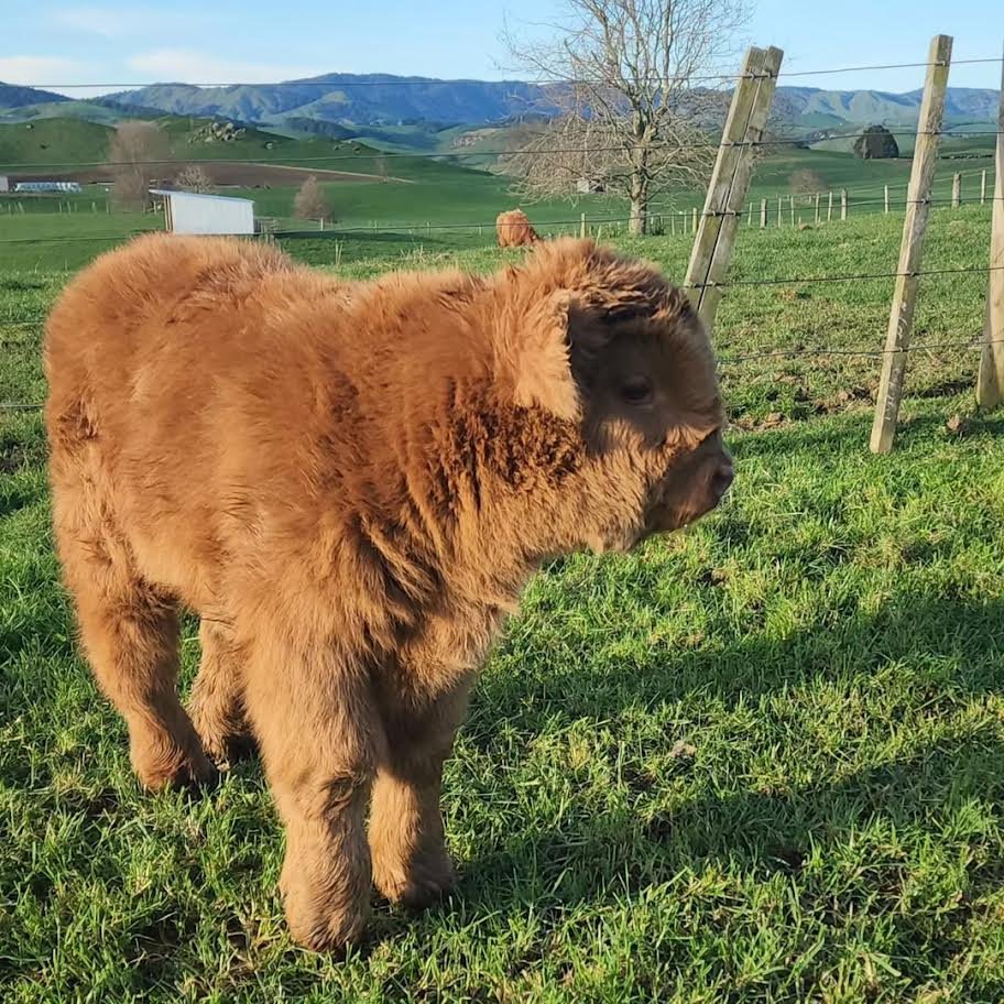 Registered Red Fluffy Mini Highland Bull for Sale_Now
