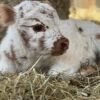 Mini Highland Bull for Sale