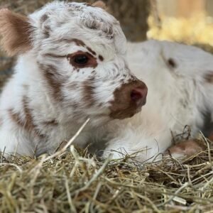Mini Highland Bull for Sale
