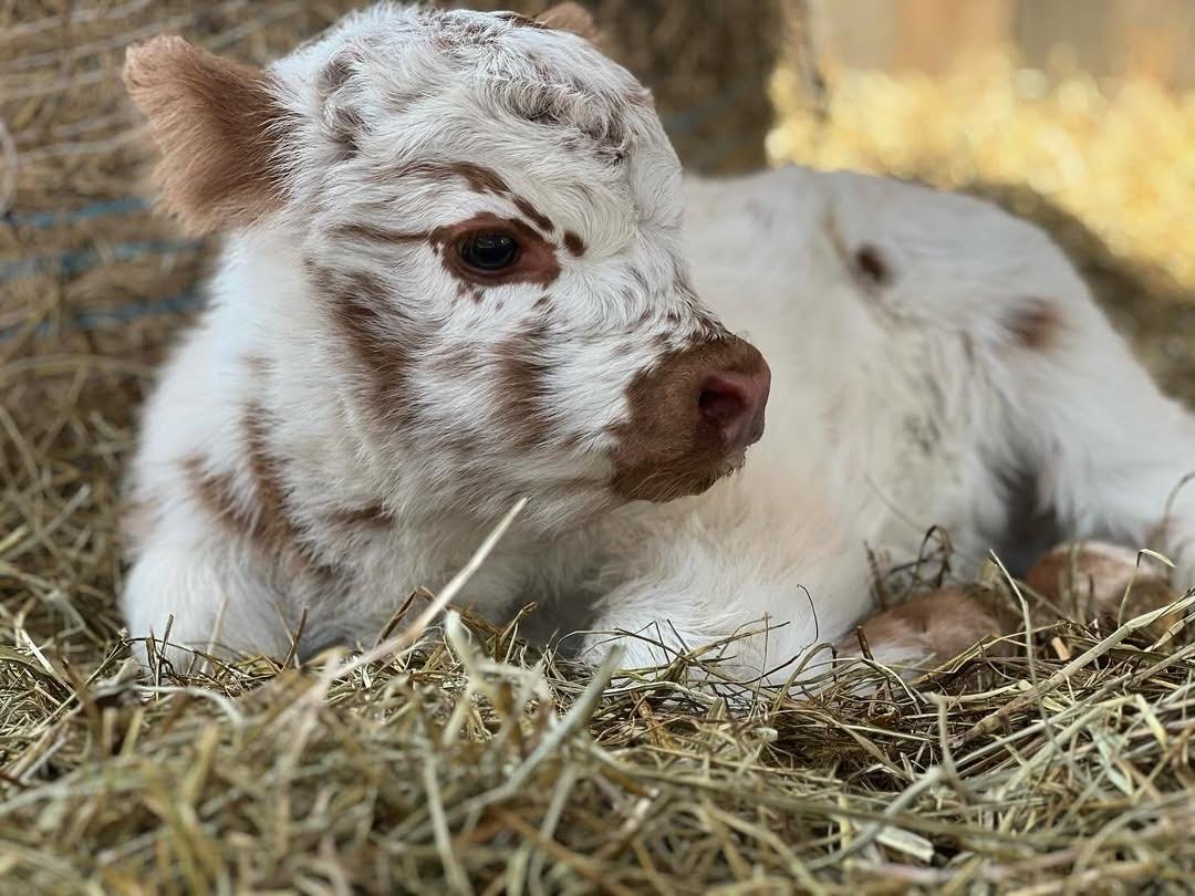 Mini Highland Bull for Sale
