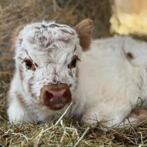 White & Brown Mini Highland Bull for Sale