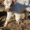 White & Brown Mini Highland Bull for Sale Online