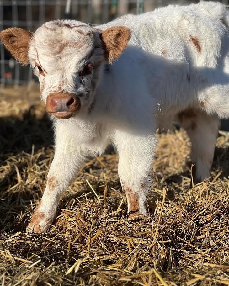 White & Brown Mini Highland Bull for Sale Online