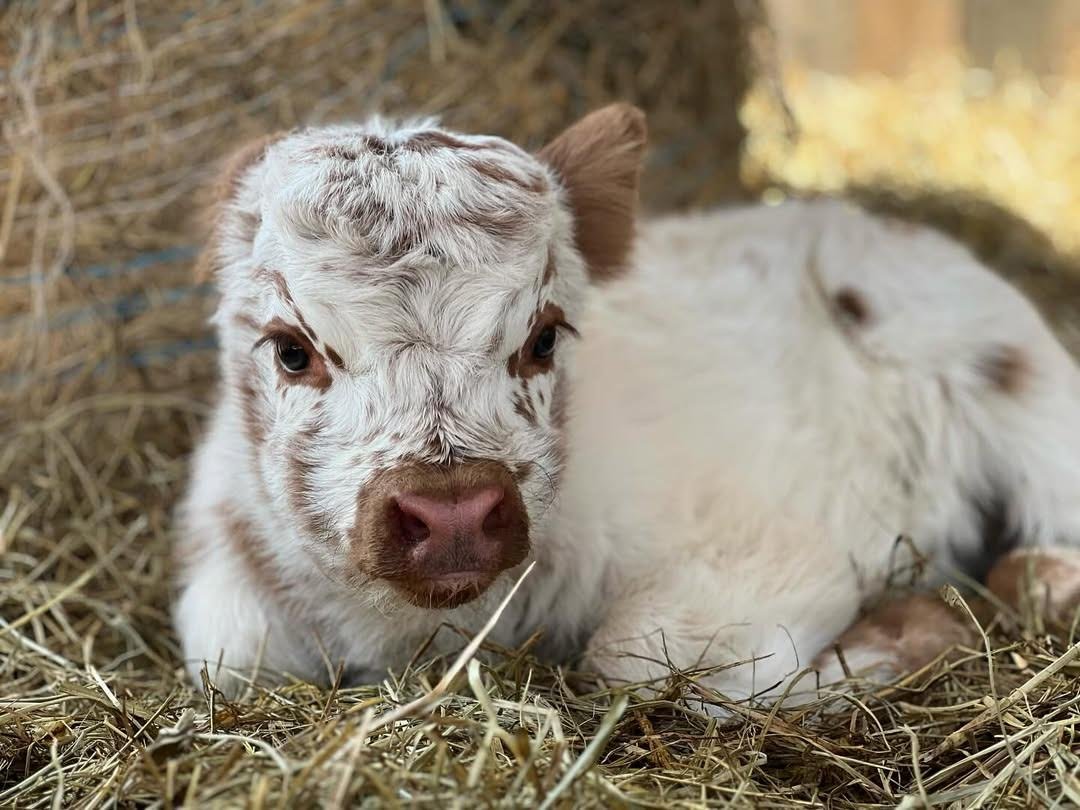 White & Brown Mini Highland Bull for Sale