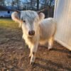 White Horned Mini Highland Heifer for Sale Now