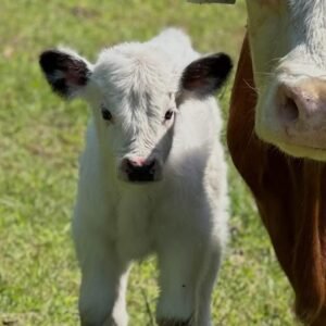 White Mini Highland Bull for Sale