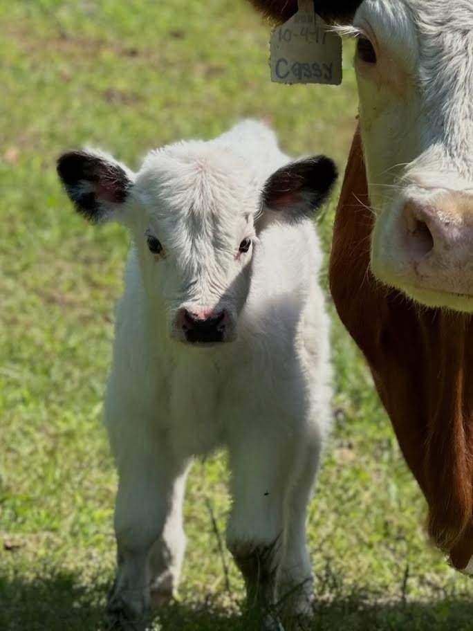 White Mini Highland Bull for Sale